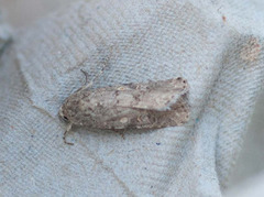 Spodoptera exigua (Small Mottled Willow)