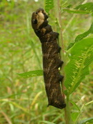 Deilephila elpenor (Stor snabelsvermer)