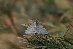 Phigalia pilosaria (Marsmåler)