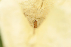 Acleris aspersana (Mjødurtflatvikler)