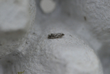 Zeiraphera isertana (Cock's-head Bell)