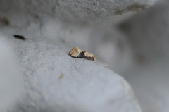 Eupoecilia ambiguella (Vine Moth)