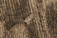 Eudonia truncicolella (Barkmosemott)
