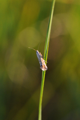 Glyphipterix thrasonella (Speckled Fanner)