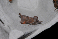 Clostera pigra (Small Chocolate-tip)