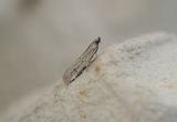 Phycitodes saxicola (Small Clouded Knot-horn)