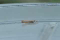 Agriphila selasella (Pale-streak Grass-veneer)