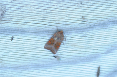 Amphipoea (Stengelfly)