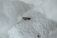 Ypsolopha ustella (Variable Smudge)