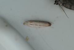Limnaecia phragmitella (Dunkjevleglansmøll)