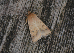 Helicoverpa armigera (Scarce Bordered Straw)