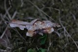 Plagodis dolabraria (Smal skumringsmåler)
