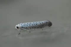 Yponomeutidae (Ermine moths)