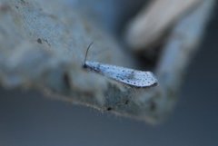 Yponomeutidae (Ermine moths)