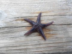Starfish (Asteroidea)