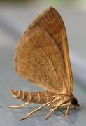 Scotopteryx chenopodiata (Brun bakkemåler)