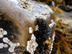 barnacle (Semibalanus balanoides)