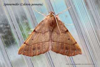 Colotois pennaria (Feathered Thorn)