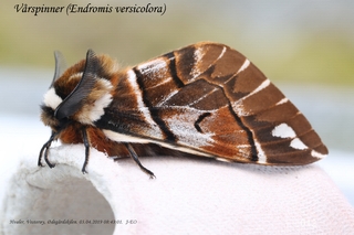 Endromis versicolora (Kentish Glory)