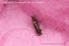 Eriocraniidae (Eriocraniids)