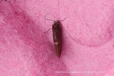 Eriocraniidae (Purpurmøll)