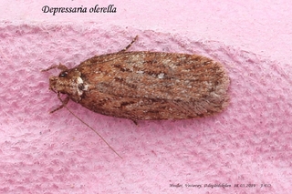 Depressaria olerella