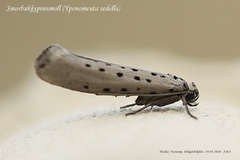 Yponomeuta sedella (Grey Ermine)