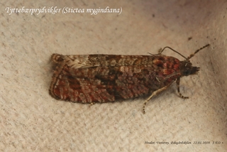 Stictea mygindiana (Tyttebærprydvikler)