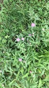 Melancholy Thistle (Cirsium heterophyllum)