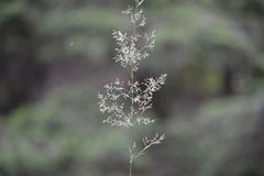 Wavy Hair-grass (Avenella flexuosa)