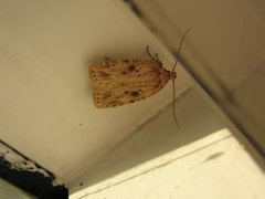 Oecophoridae (Concealer moths)