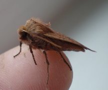 Conistra vaccinii (Variabelt flatfly)