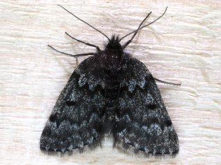 Glacies coracina (Black Mountain Moth)