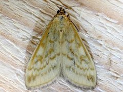 Sitochroa verticalis (Lesser Pearl)