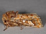 Panolis flammea (Pine Beauty Moth)
