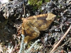 Eulithis populata (Northern Spinach)
