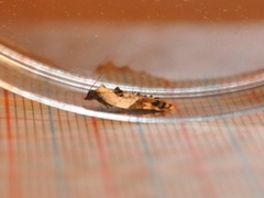 Acleris variegana (Marmorflatvikler)