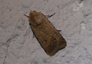 Caradrina clavipalpis (Pale Mottled Willow)