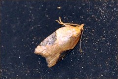 Acleris comariana (Jordbærflatvikler)