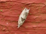 Epinotia ramella (Small Birch Bell)