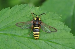 Sesia apiformis (Hornet Moth)