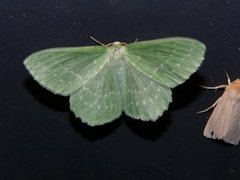 Geometra papilionaria (Large Emerald)