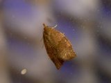 Pandemis cerasana (Lærbrun bladvikler)