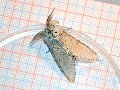 Cerura vinula (Puss Moth)