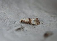 Eupoecilia angustana (Marbled Conch)
