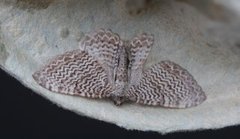 Rheumaptera undulata (Bølgeduskmåler)