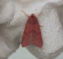 Agrochola helvola (Rødt høstfly)