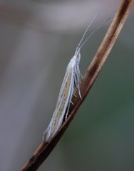 Coleophora pyrrhulipennella (Ling Case-bearer)