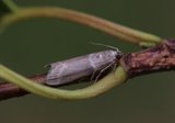 Cryptoblabes bistriga (Double-striped Knot-horn)