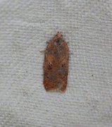 Acleris notana (Rusty Birch Button)